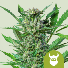 Royal Queen Seeds Semillas de Marihuana Royal Dwarf Auto