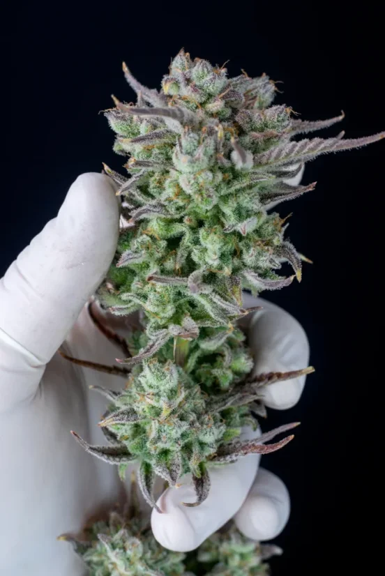 Fast Buds Seminte de Canabis Strawberry Banana Auto