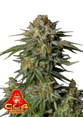 Fast Buds Wietzaden GG4 Sherbet FF