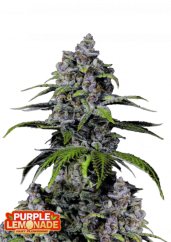 Fast Buds Cannabis Frø Purple Lemonade FF