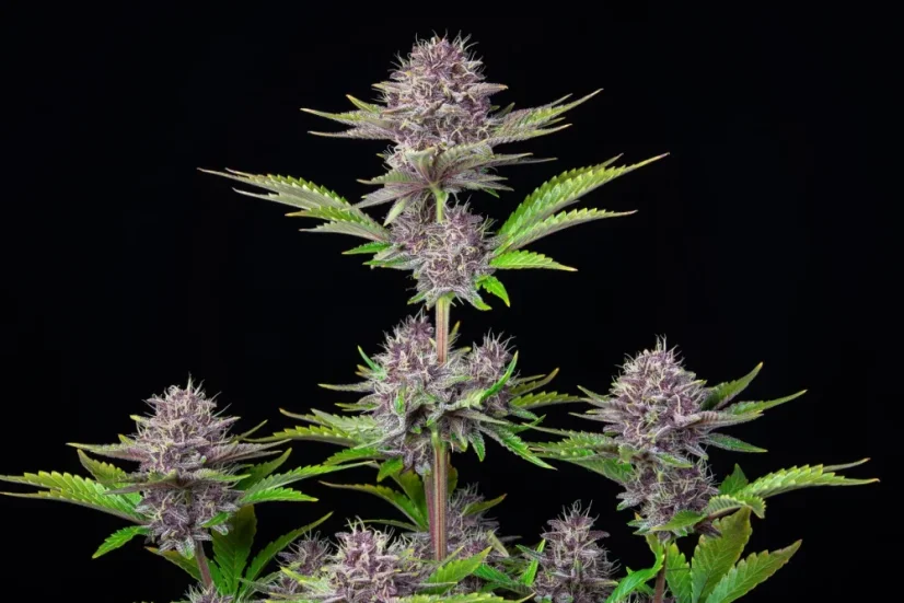 Fast Buds Cannabis Seeds Purple Punch Auto