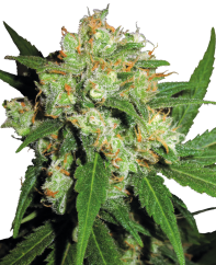 Sensi Seeds Biji Ganja Sensi Skunk® Feminized, 3-25 pcs