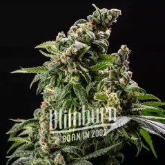 Blimburn Seeds Semillas de cannabis Cafe Racer Auto