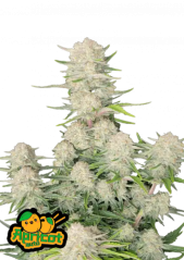 Semillas de Marihuana Fast Buds Albaricoque Auto