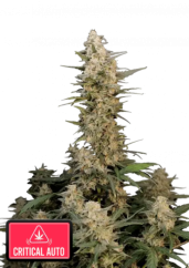 Fast Buds Bibit Ganja Kritis Otomatis