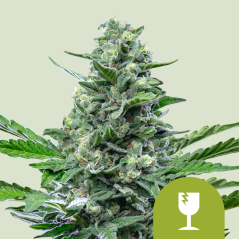 Royal Queen Seeds Semillas de Marihuana Royal Critical Auto