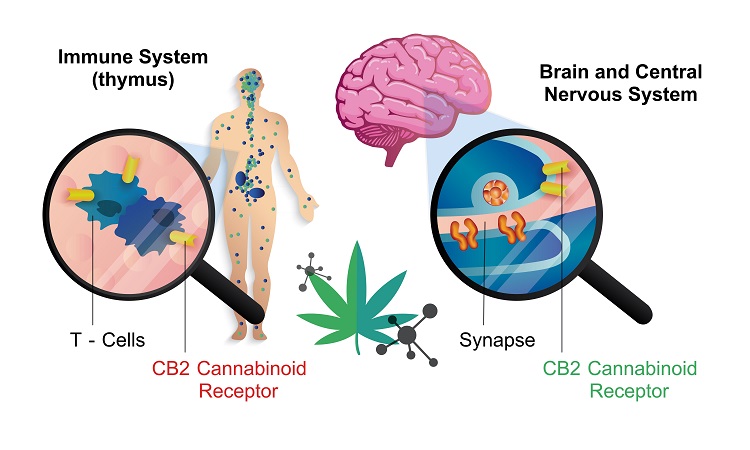 Infografík sem sýnir endókannabínóíðkerfi heilans og miðtaugakerfisins, CB1 og CB2 viðtaka í líkamanum sem CBG binst við